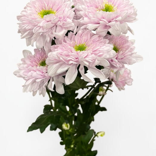 Chrysanthemum pink