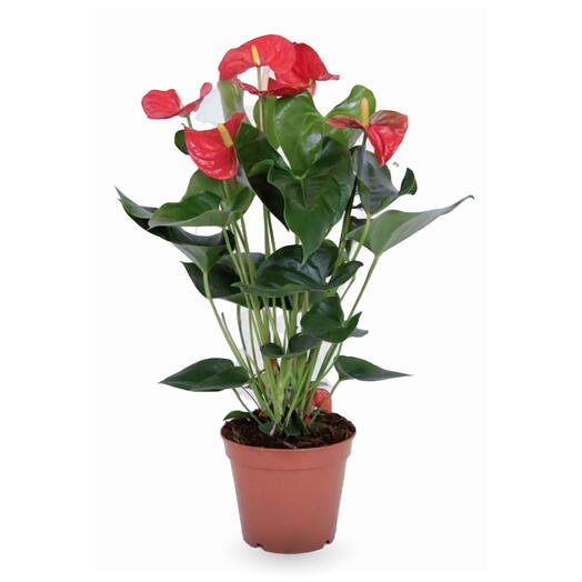 Anthurium
