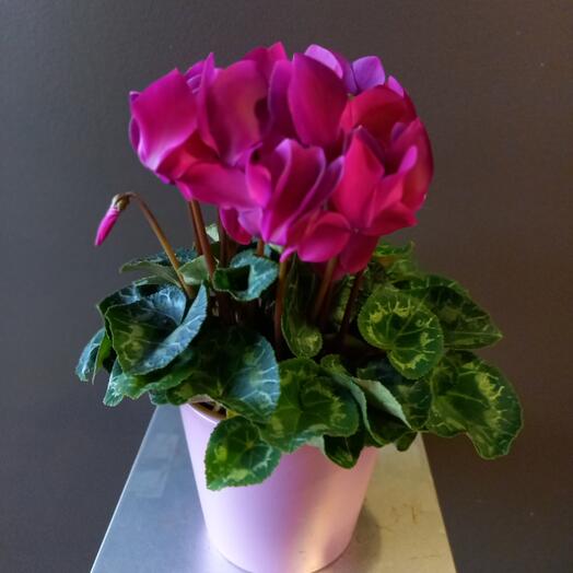 Cyclamen with a ceramic flowerpot