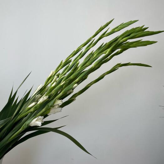 White gladioluses