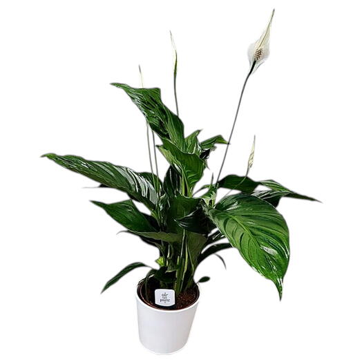 Spathiphyllum