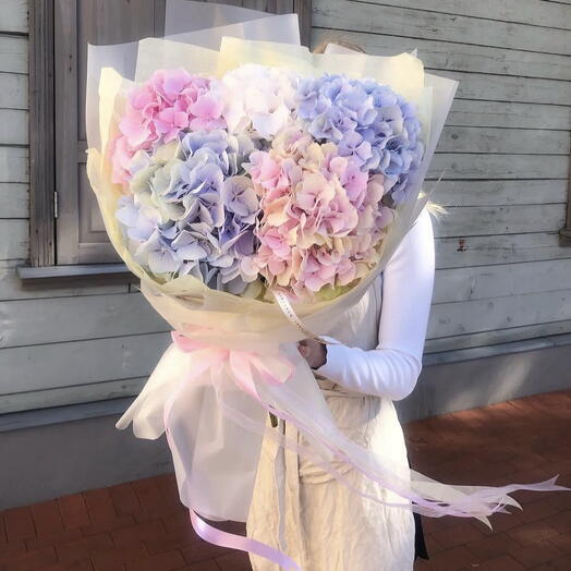 HYDRANGEAS MIX/ 5pcs