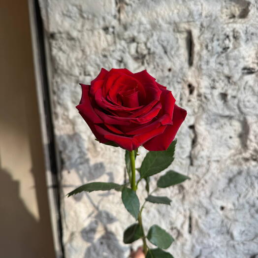 Red rose