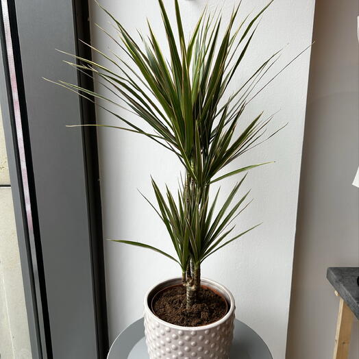 Dracena
