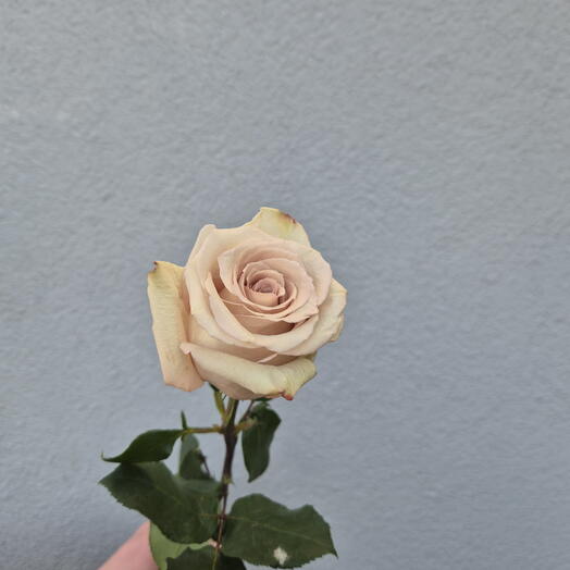 Beige Roses - Choose from 9 pieces