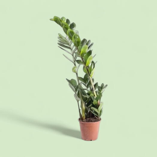 Zamioculcas