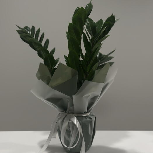 Zamioculcas