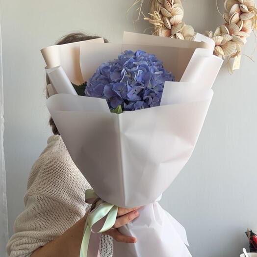 Hydrangea flowers