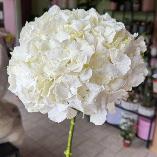 White hydrangea