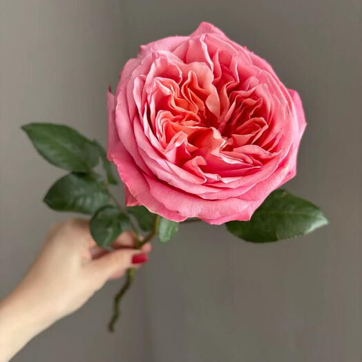 Peonies and roses