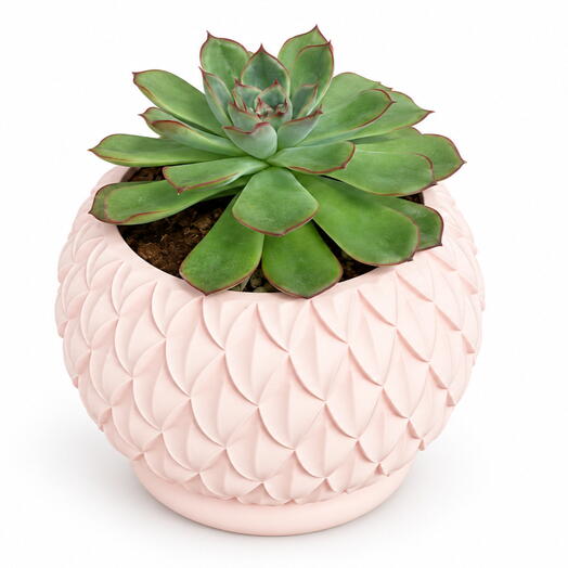 Succulent 004