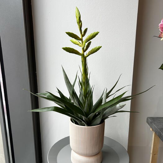 Guzmania