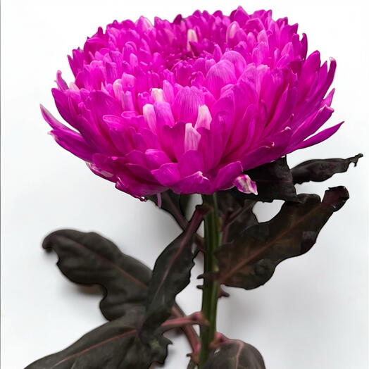 Crisantemo rosa