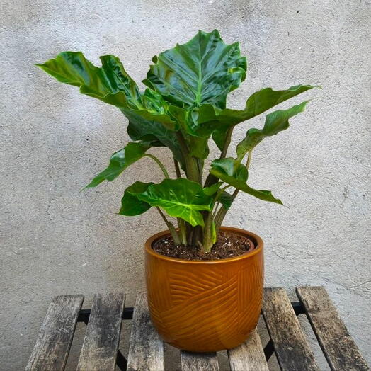 Alokasia in brown ceramic pot