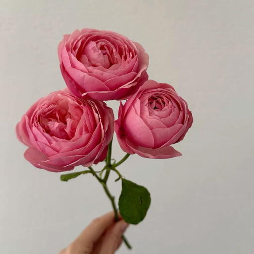 Peony spray rose