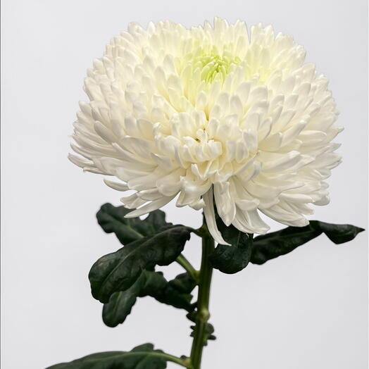 Chrysanthemum white