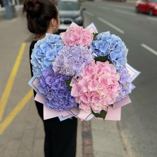 Hydrangea Love