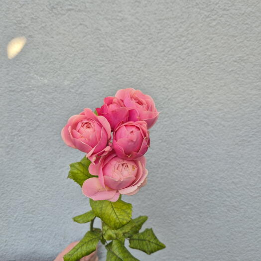 Silva Pink Spray Roses - Choose from 9 pieces