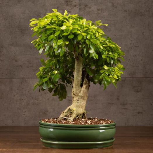 Indoor Plant Bonsai Duranta Michi