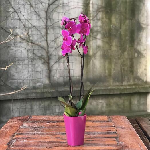 Purple orchid 🍇