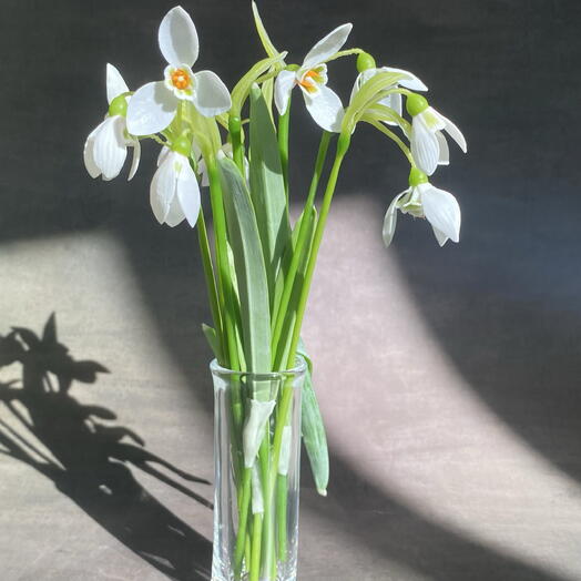 Snowdrop with bulb in glass tube