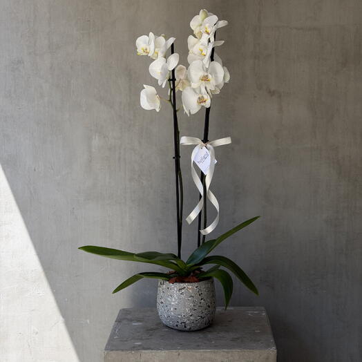 Double Spike Orchid - Grey Pot