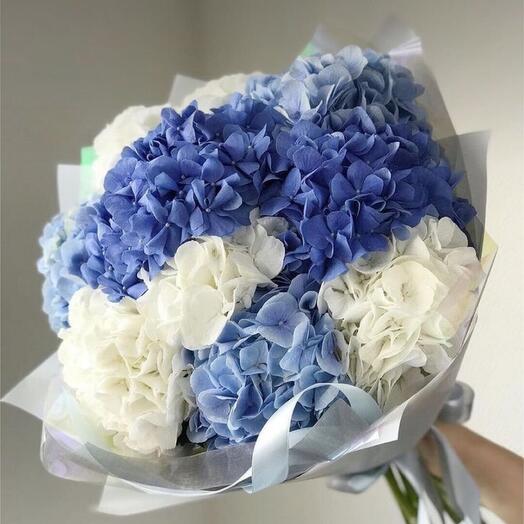 Mix white and blue Hydrangea