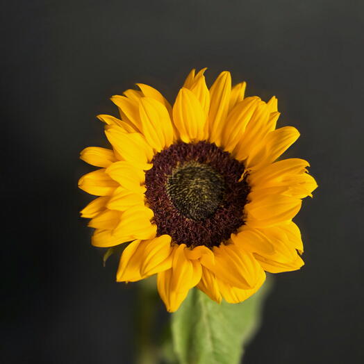 Sunflower / sunflower / sunflower