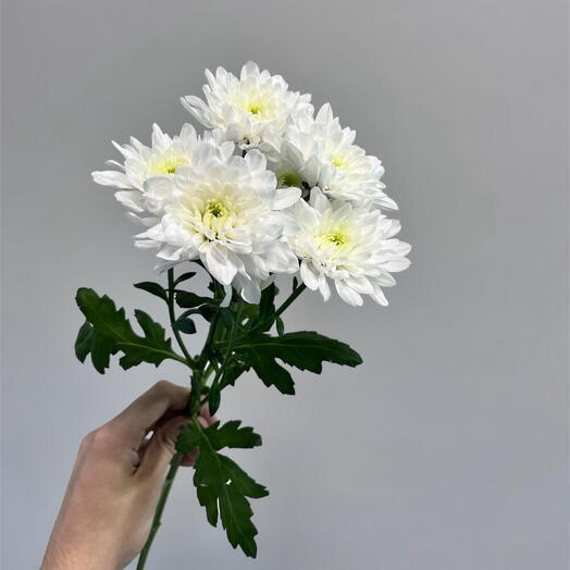 shrub chrysanthemum