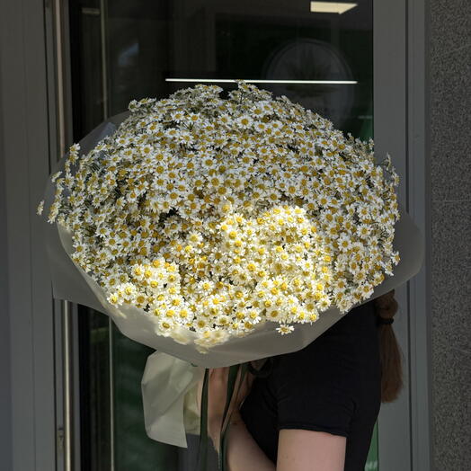 Chamomile 100