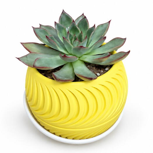 Succulent 001