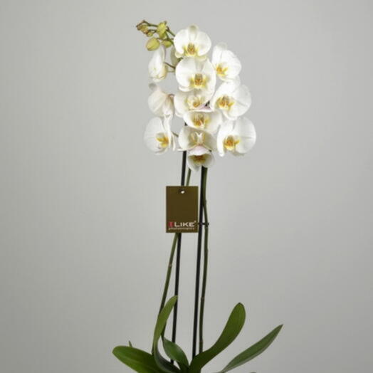 Indoor plant