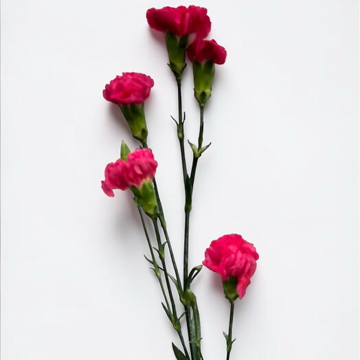 Spray de clavel rosa oscuro
