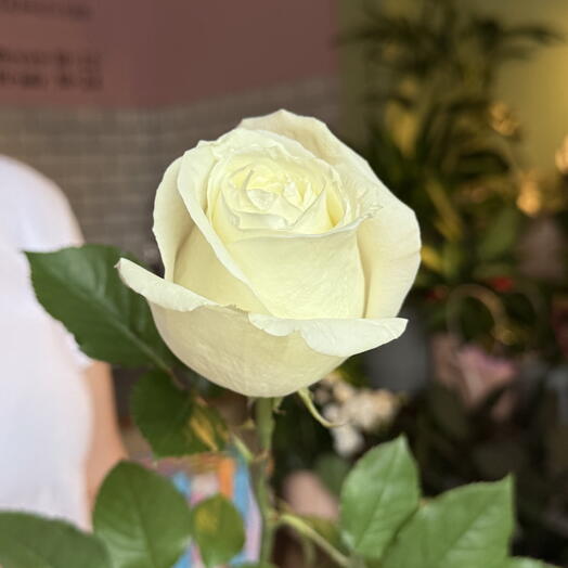 White rose Avalanch