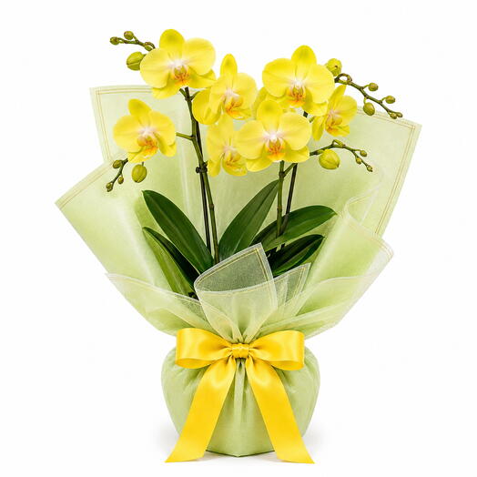 Luxury yellow Phalaenopsis Orchid Gift