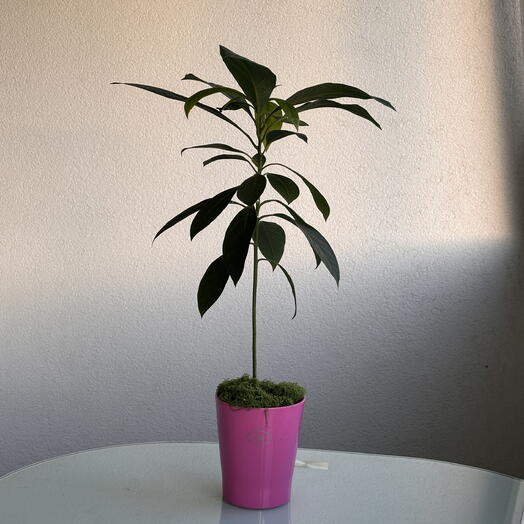 Avokado
