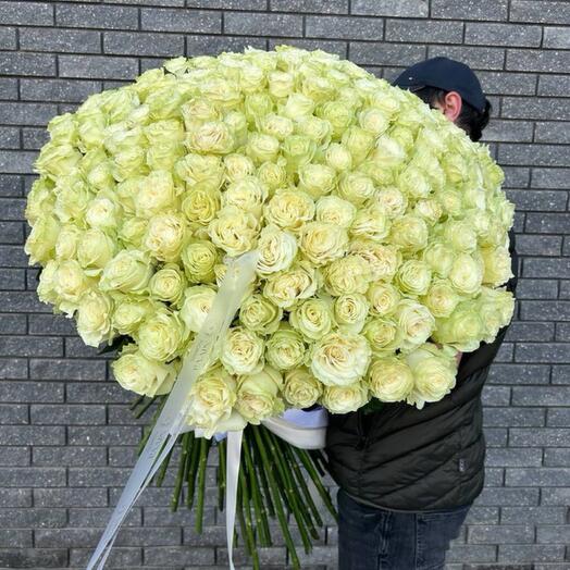 White roses 219pcs