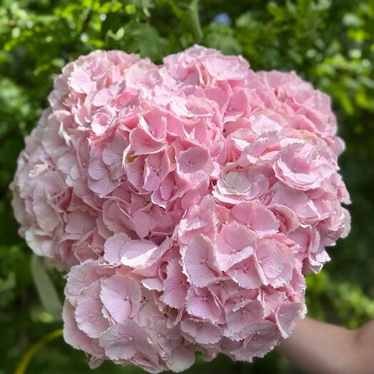Pink Hortensia 9