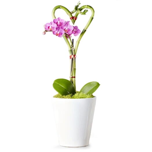 Heart Orchid Harmony Gift