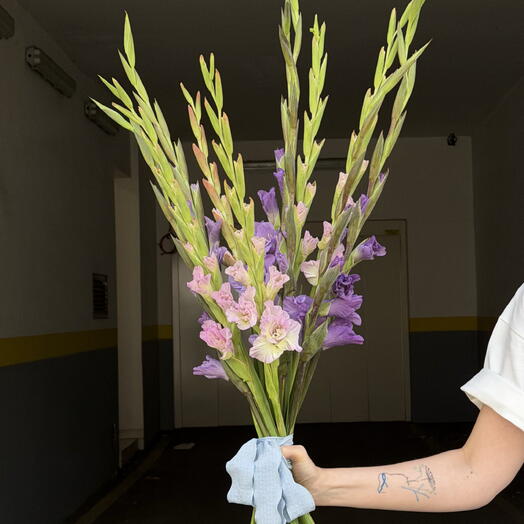Gladiolus 9