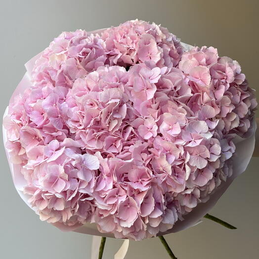 Hydrangea pink 9