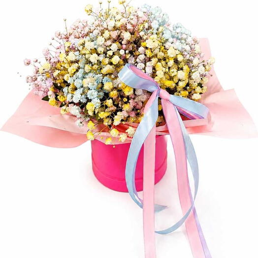 Buntes Schleierkraut in einer Box