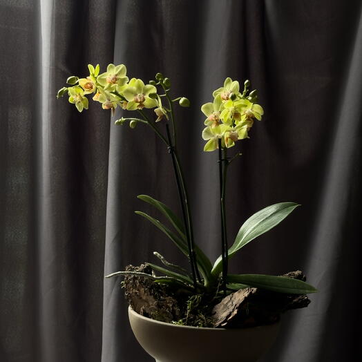 Orchidee  | Orchidee für Innenräume