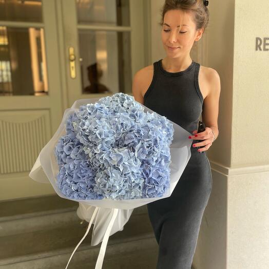 Hydrangea 10
