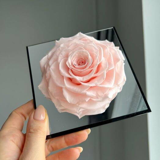Everlasting pink rose in an acrylic frame