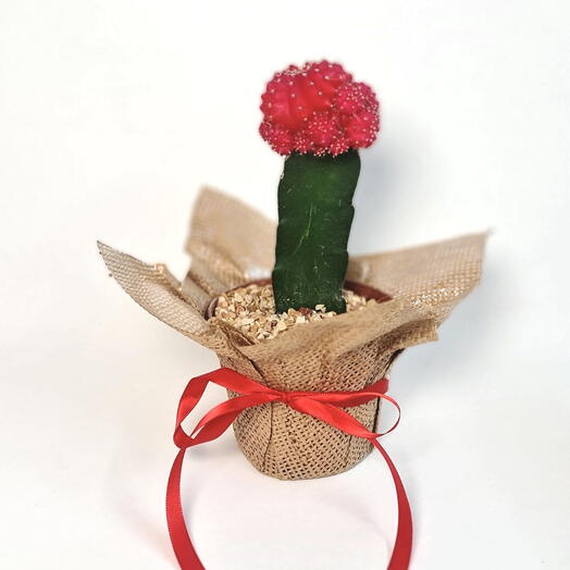 Moon Cactus