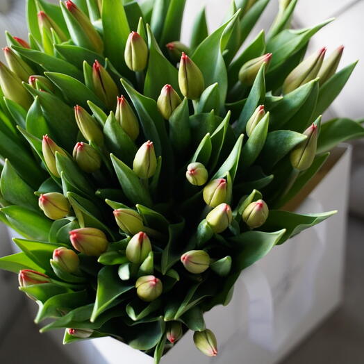Tulips red