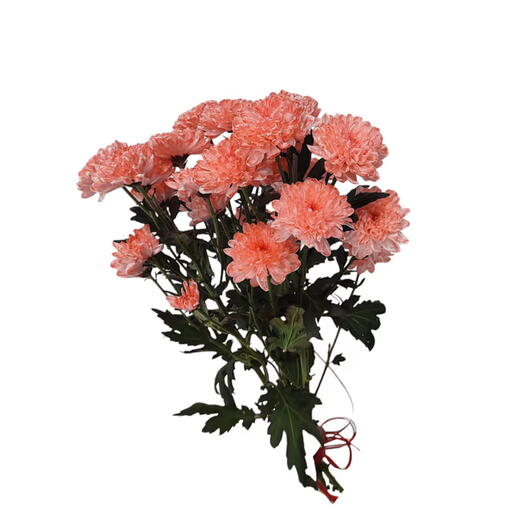 Colorful Chrysanthemum Bouquet