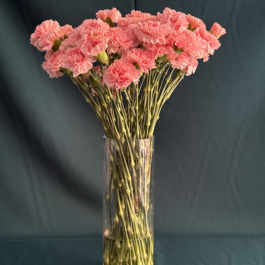Carnation Mono