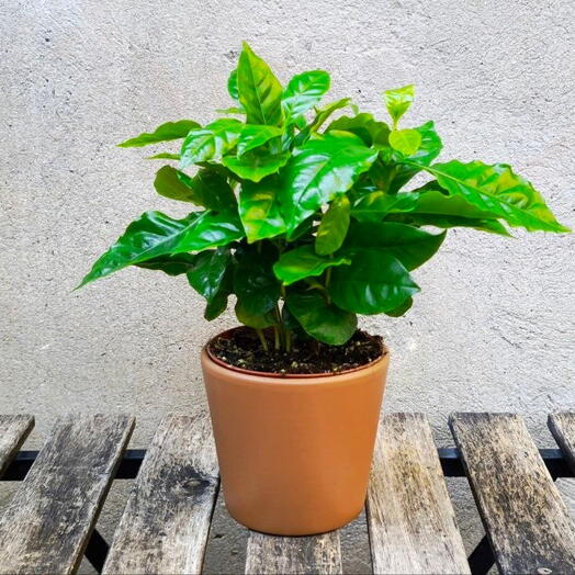 Coffee Arabica Tree in a pot